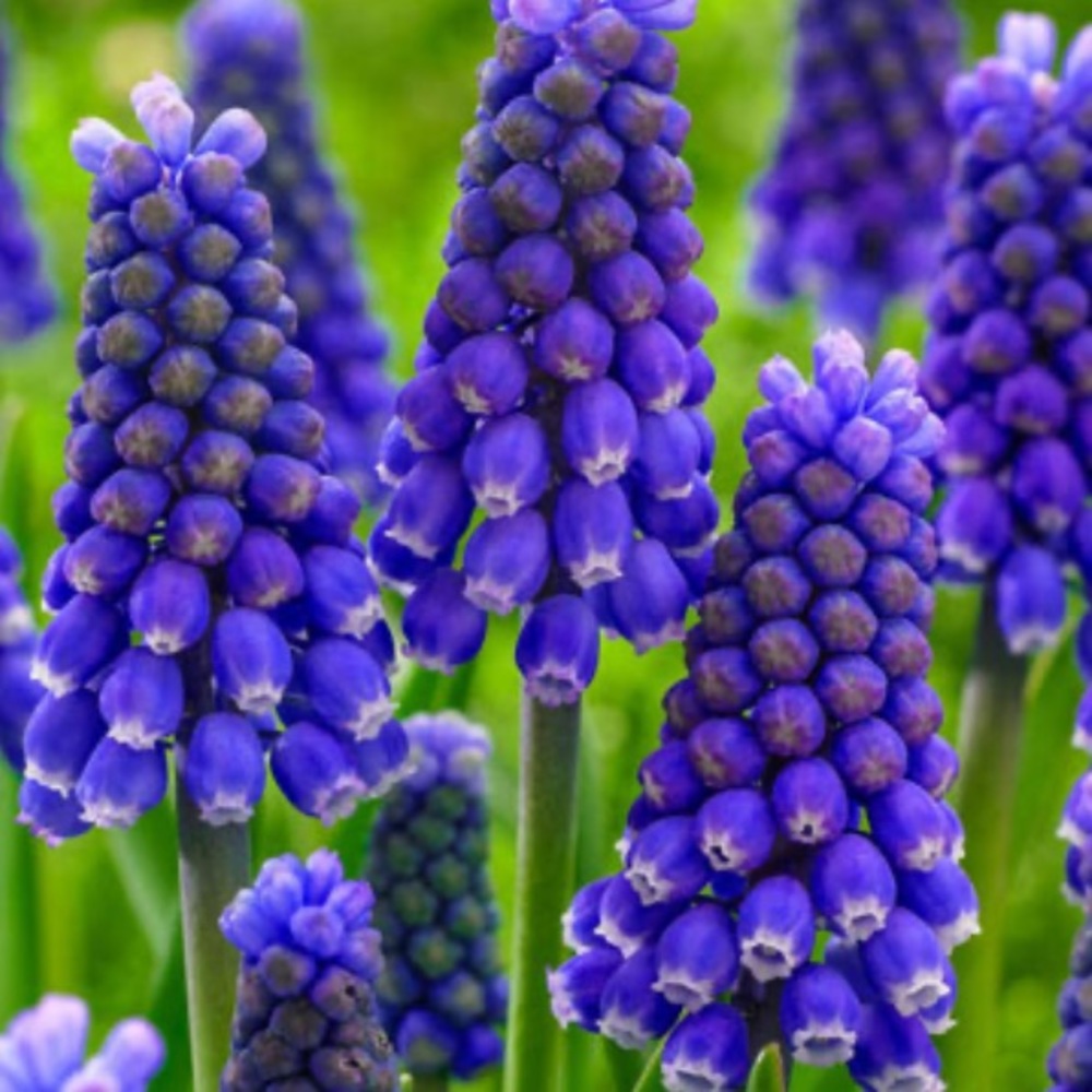 Meet your Posher, Miranda